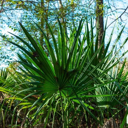 Serenoa repens