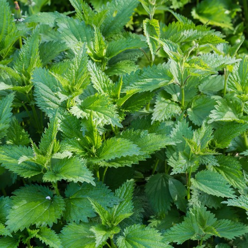 Urtica dioica (Urtiga)